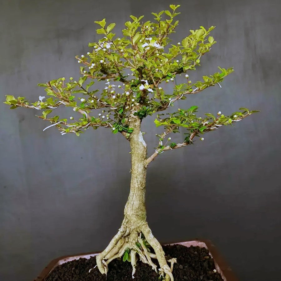 Bonsai Bonsae Mirten Mame Melati Jepang Tanaman Hias 001