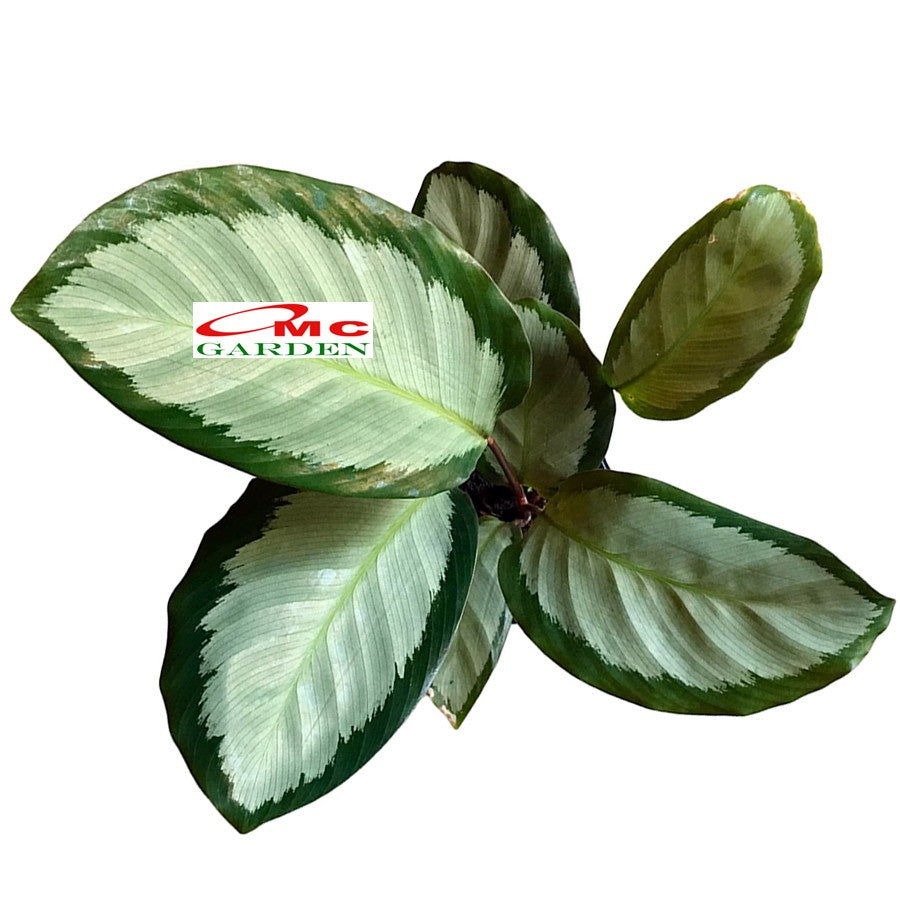 Calathea Corona Silver Black Silverbak Dark Star Darkstar Kalatea 0510