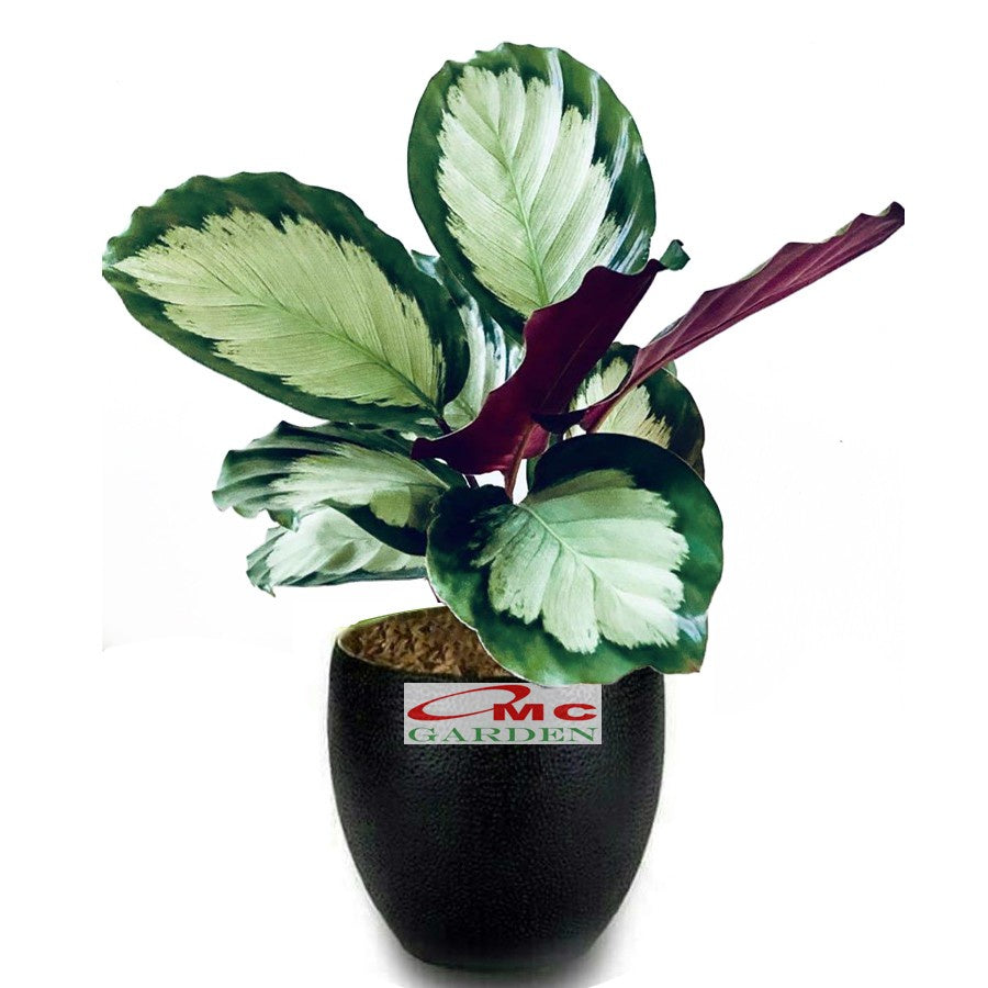 Calathea Corona Silver Black Silverbak Dark Star Darkstar Kalatea 0510